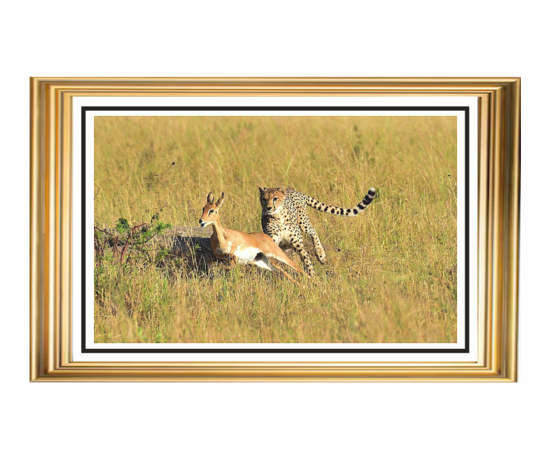 The Chase: Cheetah in Pursuit