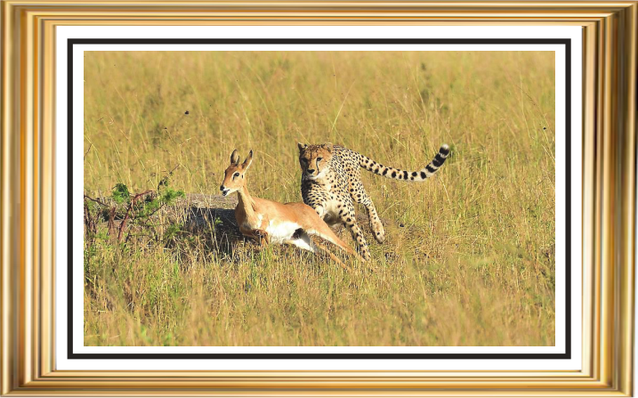The Chase: Cheetah in Pursuit - Image 2
