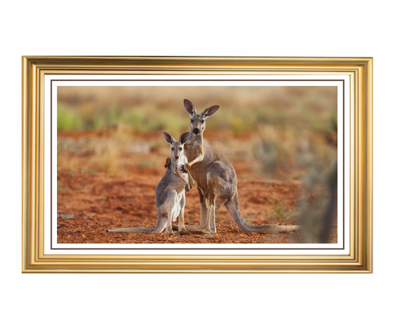 Mother’s Love: Kangaroo Bond - 4ft x 2.5ft